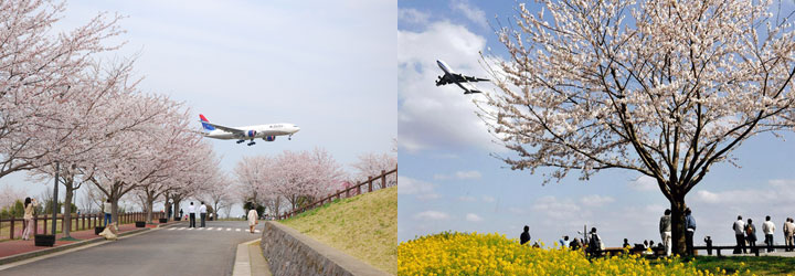 成田市さくらの山・空の駅さくら館